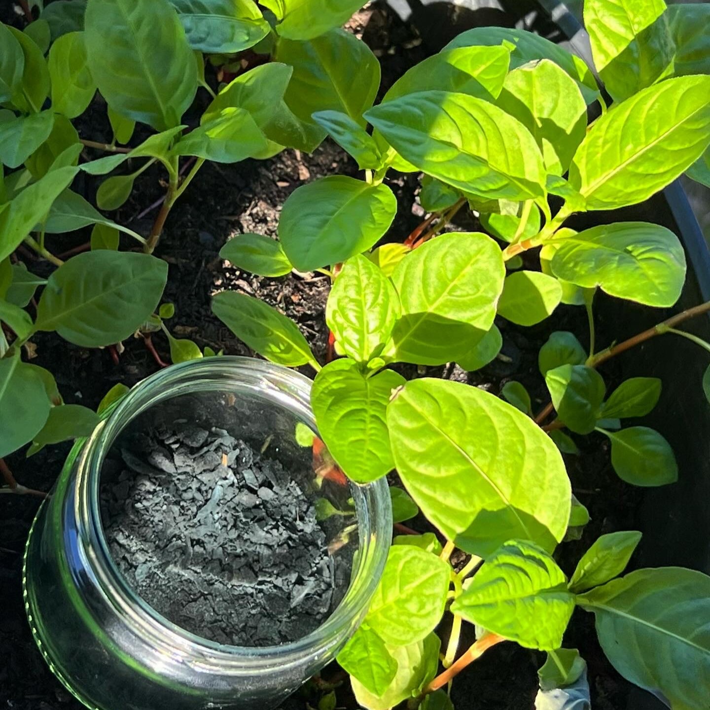 Indigo Powder next to indigo plants.